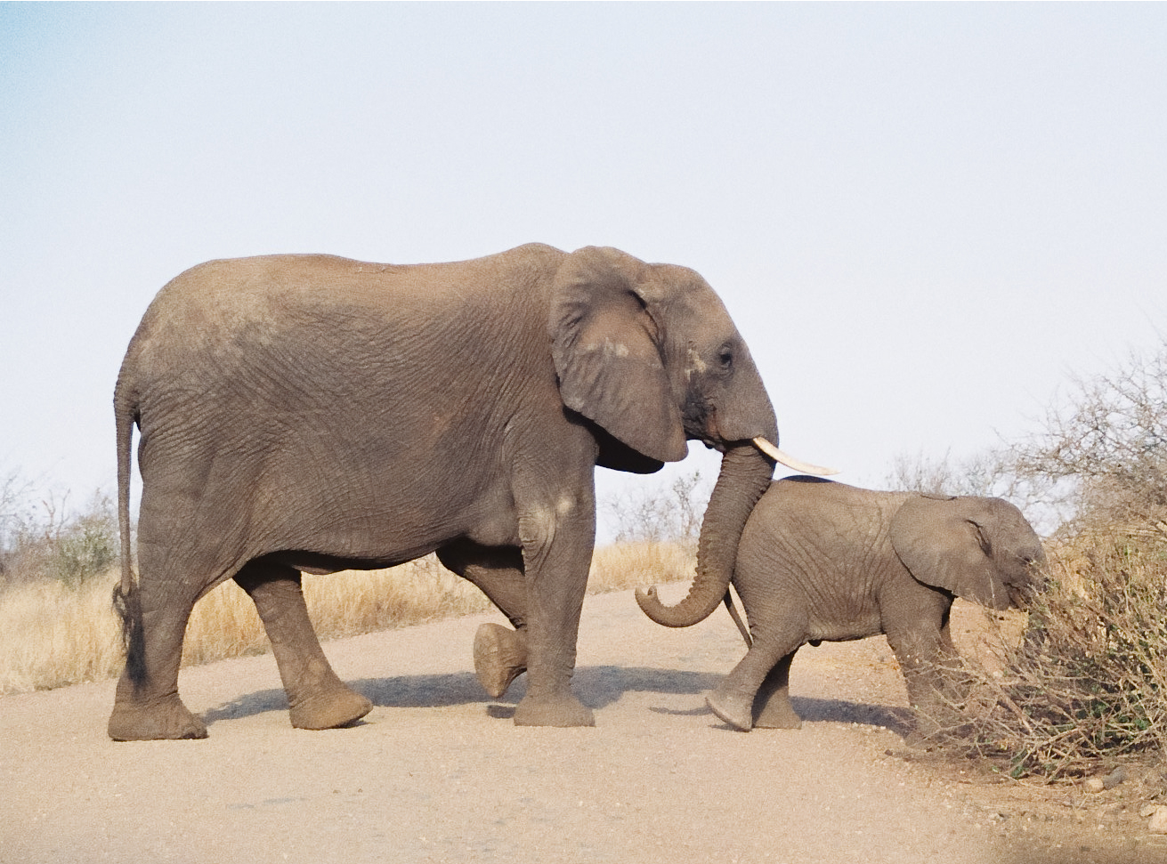 Eléphant et éléphanteau d'Afrique du Sud