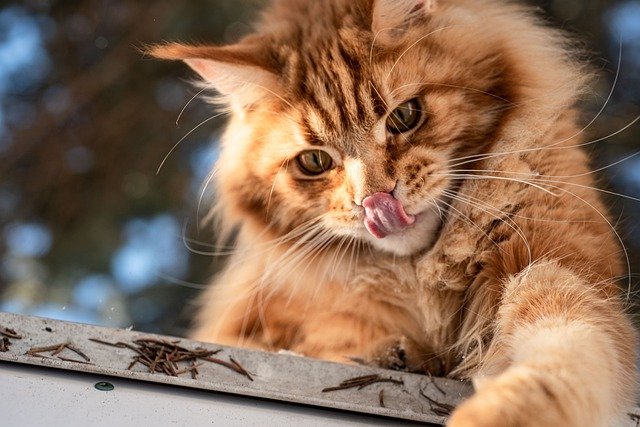 15 comportements qui prouvent que votre chat vous aime