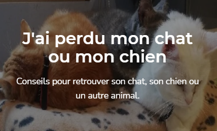 Toulouse Chat Perdu A La Louviere En Belgique Animalweb