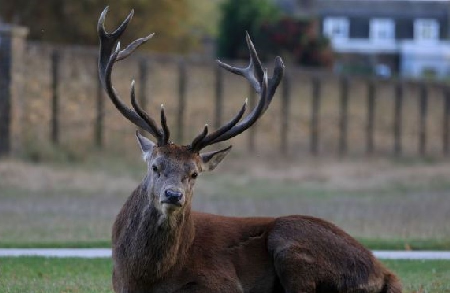 Cerf à Mons