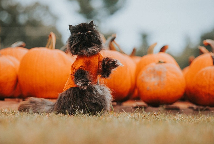 Chat avec citrouille à Halloween