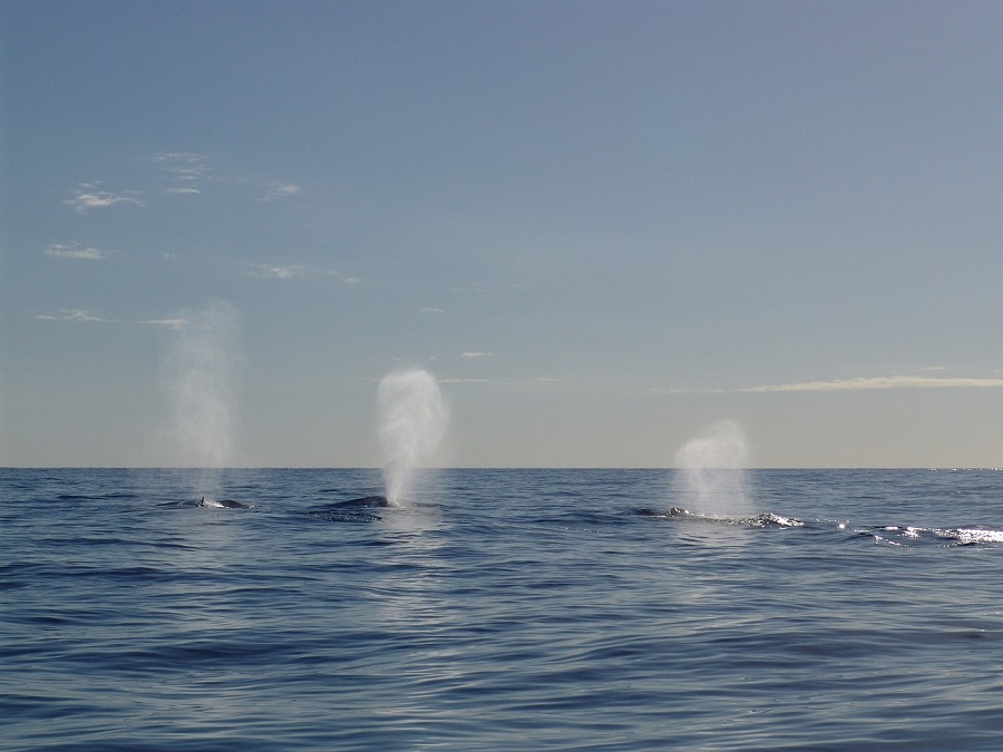 Baleines dans l'océan