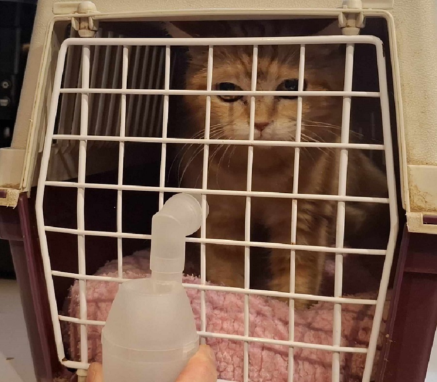 Aérosol pour un chat en cage