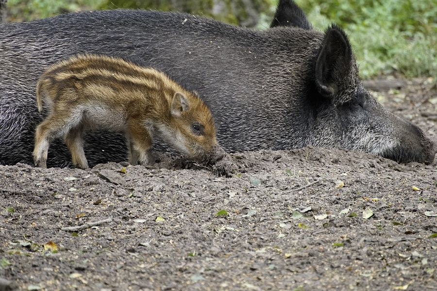 Sanglier et marcassin