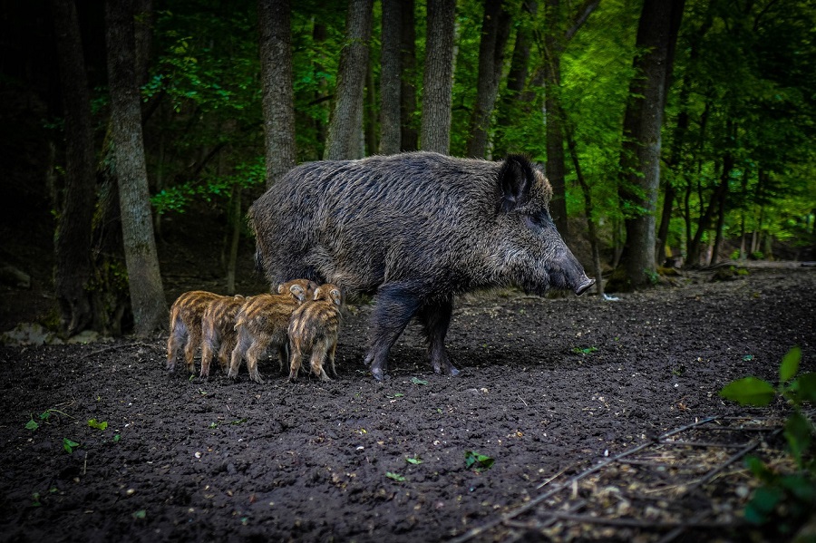 Sanglier et marcassins