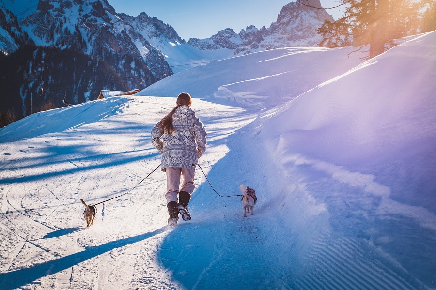 Ballade avec chiens dans la neige