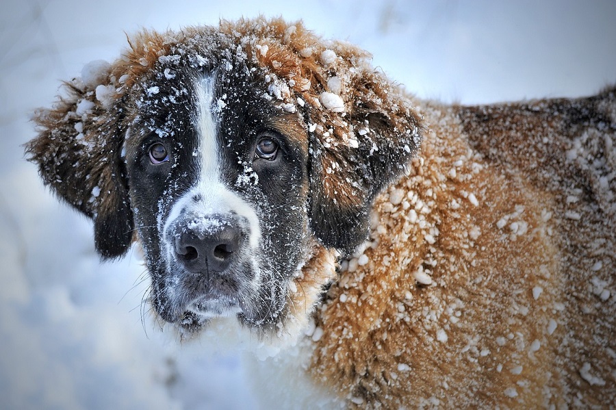 Chien dans la neige