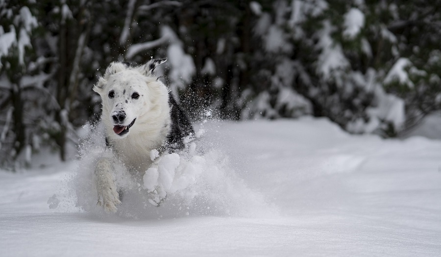 Chien dans la neige