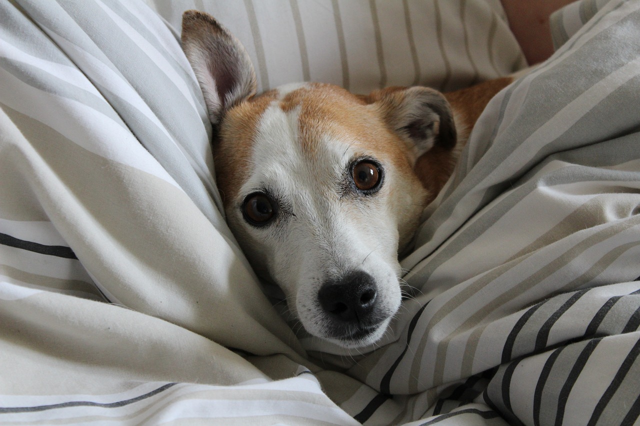 Chien dans un lit