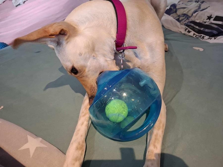 Chien qui joue avec un KONG Jumbler