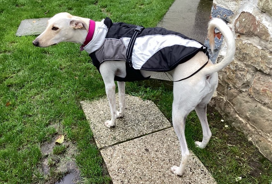 Chien avec un manteau pour l'hiver