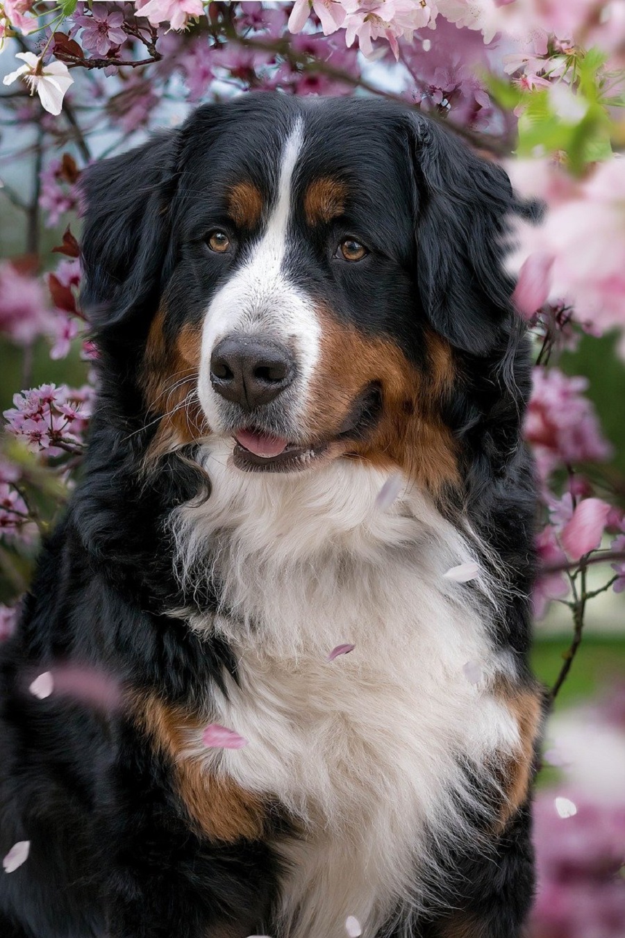 Regard de chien