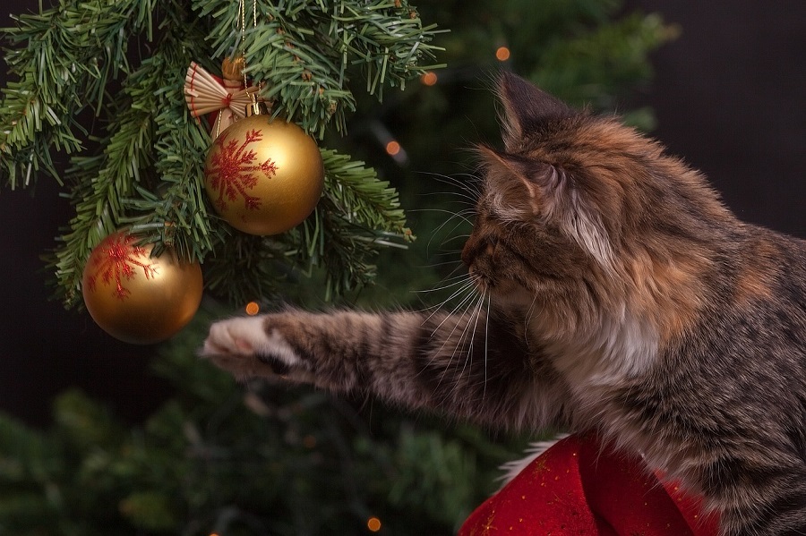 Chat joue avec boule de Noël dans un sapin