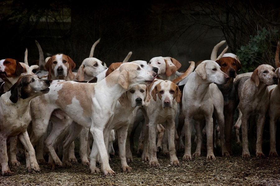 Meute de chiens