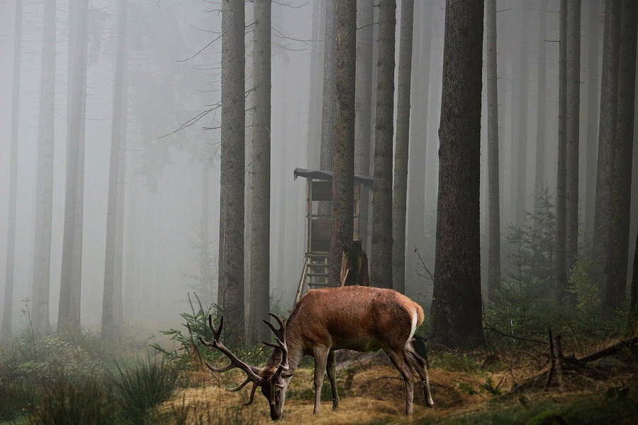 Cerf dans une forêt