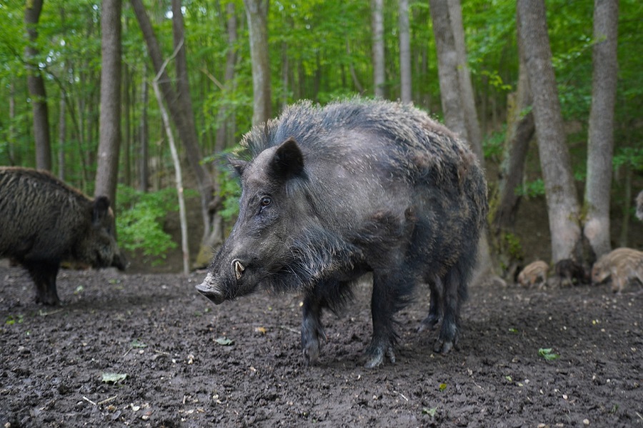 Sanglier dans une forêt