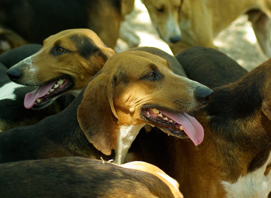 Chiens de chasse à courre