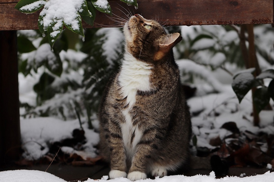 Chat dans la neige