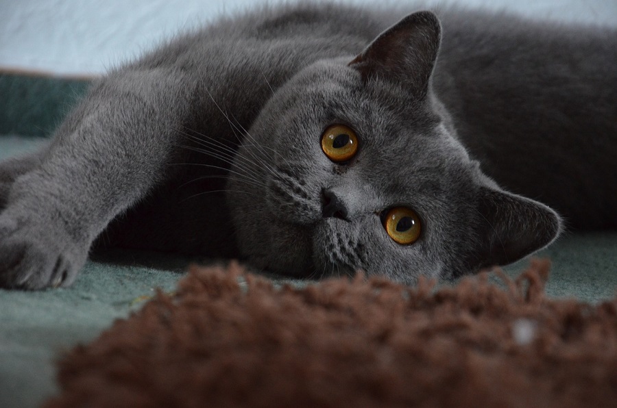 Chat de race : British Shorthair