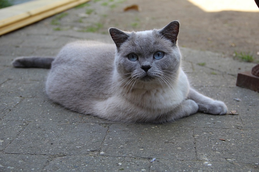 Chat de race : British Shorthair