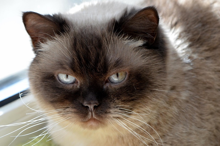 Chat de race : British Shorthair