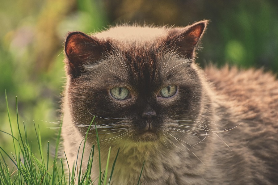 Chat de race : British Shorthair