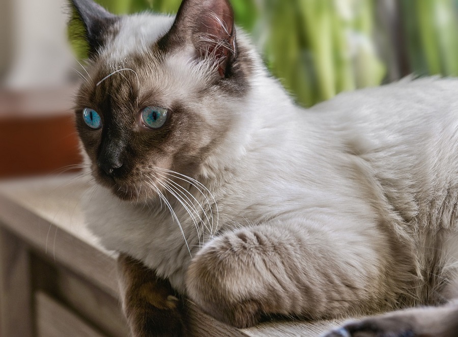 Chat de race : Ragdoll