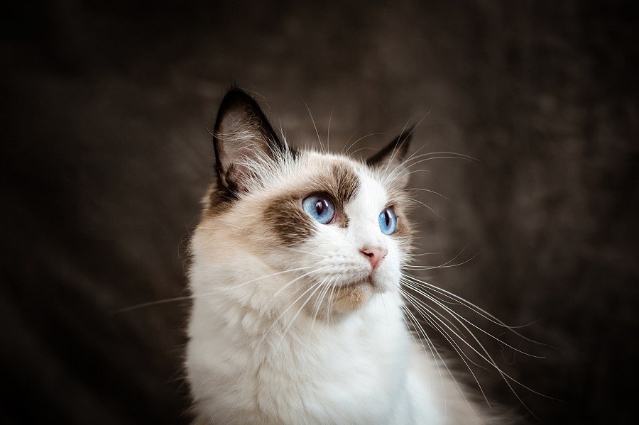 Chat de race : Ragdoll