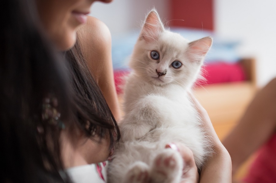 Chat de race : Ragdoll