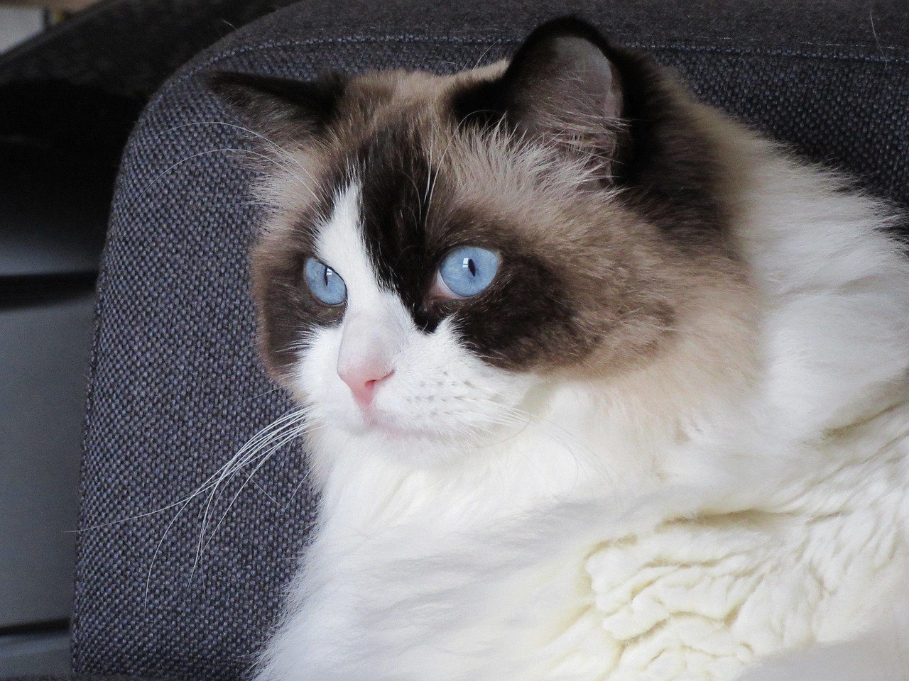 Chat de race : Ragdoll