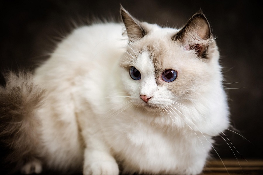 Chat de race : Ragdoll