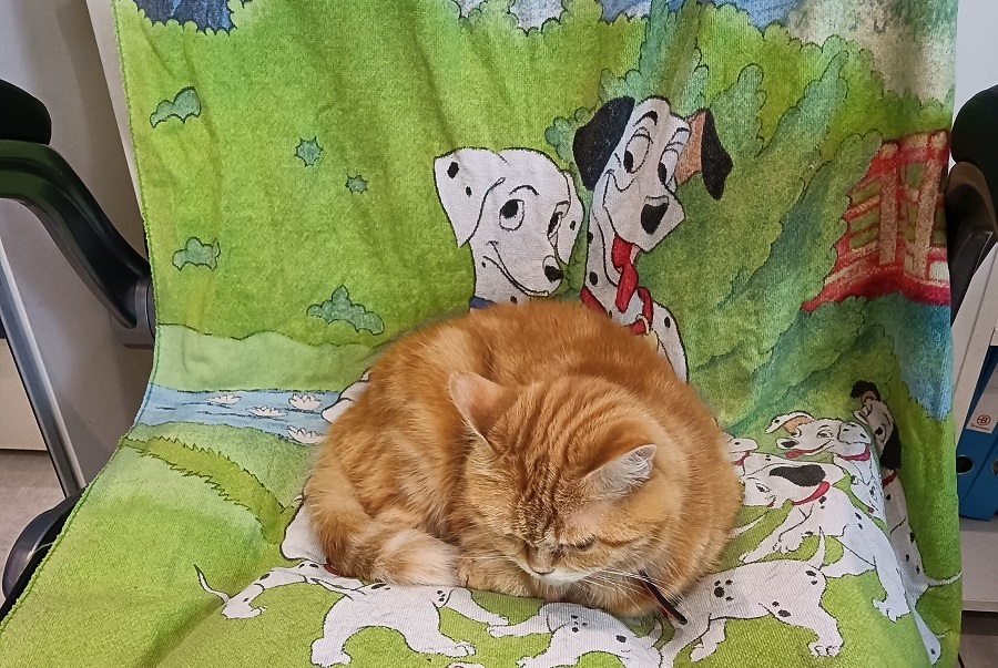 Chat sur une chaise de bureau