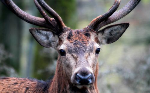 Cerf dans une forêt Cerf dans une forêt