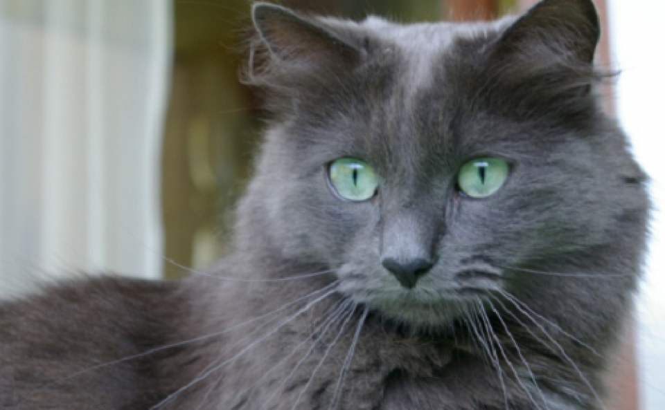 Decouvrez Toutes Les Caracteristiques Du Nebelung Animalweb