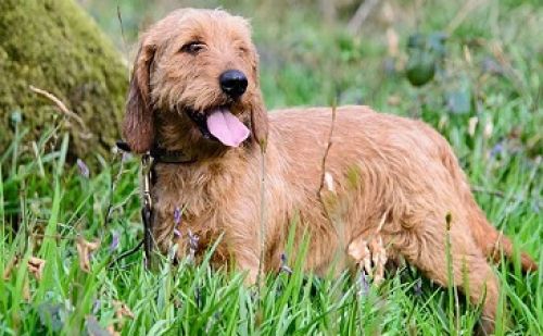 Le Basset Fauve de Bretagne. Un chien gentil et facile dresser