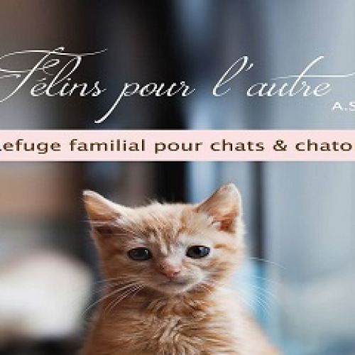 Felins Pour L Autre Refuge Pour Animaux Animalweb