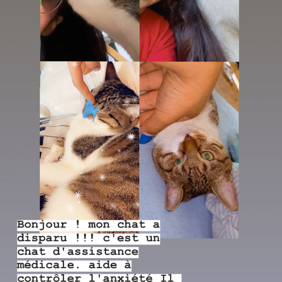 Chat Perdu A Saint Gilles Animalweb