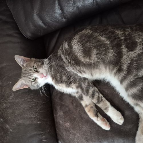 #BE2513428 - Chat trouvé - Andenne - AnimalWeb Belgique #BE2513428 - Chat trouvé - Andenne - AnimalWeb Belgique