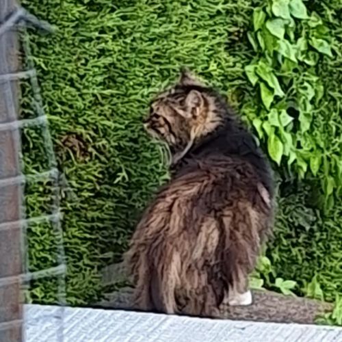 Chat perdu depuis le 2 juillet 2025 Chat perdu depuis le 2 juillet 2025