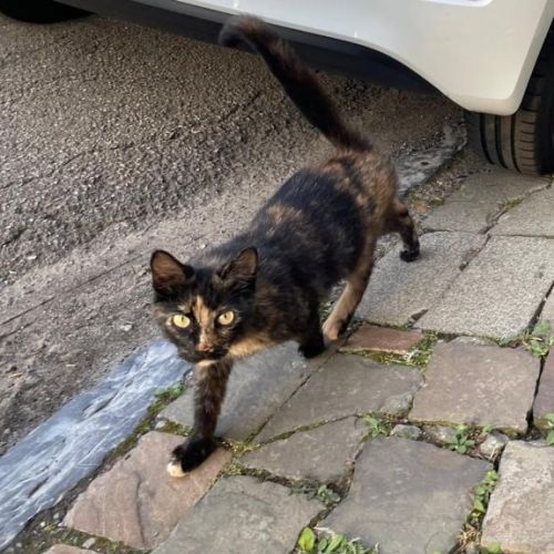 #BE2513445 - Chat aperçu à Thuin - AnimalWeb Belgique #BE2513445 - Chat aperçu à Thuin - AnimalWeb Belgique