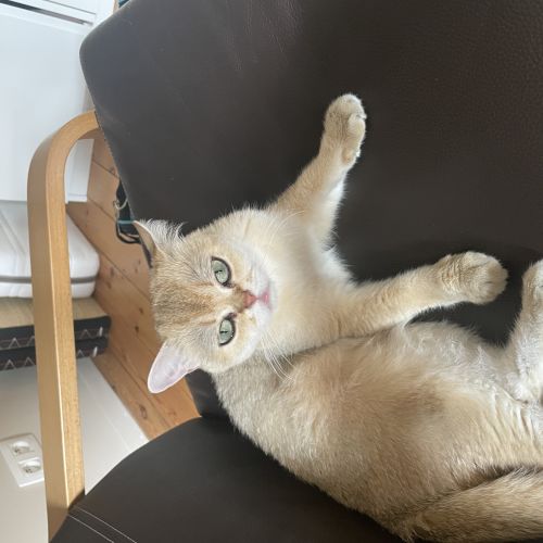 Petite femelle British shorthair trouvé à Sterrebeek Petite femelle British shorthair trouvé à Sterrebeek