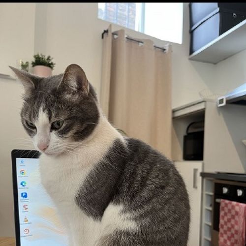 #BE2513530 - Izzy, chat perdu à Huy - AnimalWeb Belgique #BE2513530 - Izzy, chat perdu à Huy - AnimalWeb Belgique
