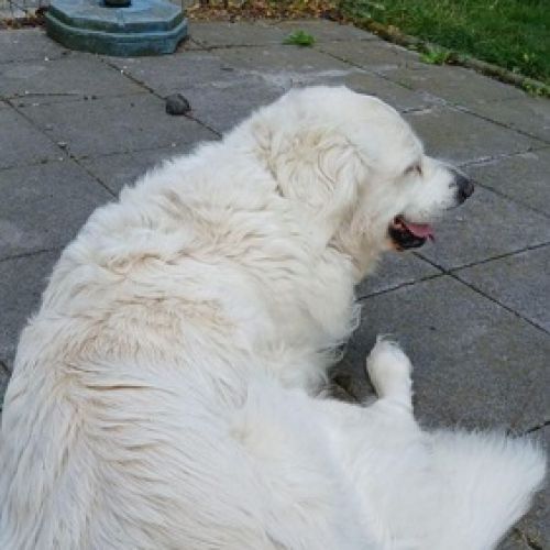 #BE2513536 - Cayenne, chien perdu à Braine-le-Comte - AnimalWeb Belgiq #BE2513536 - Cayenne, chien perdu à Braine-le-Comte - AnimalWeb Belgiq