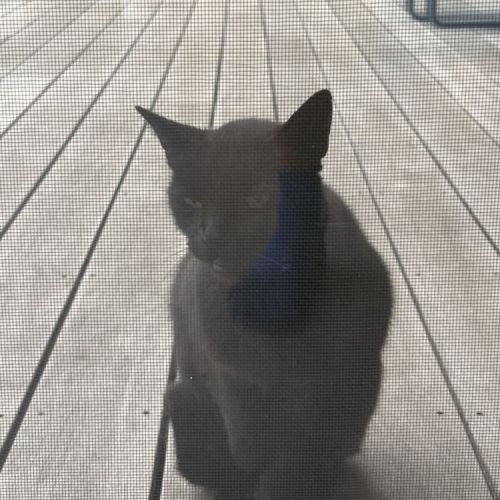 #BE2513810 - Chat trouvé à Sprimont - AnimalWeb Belgique #BE2513810 - Chat trouvé à Sprimont - AnimalWeb Belgique