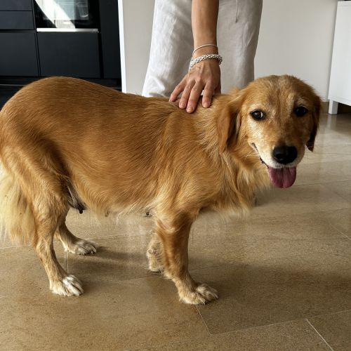 #BE2513811 - Taiga, chien perdu à Woluwe-Saint-Pierre - AnimalWeb Belg #BE2513811 - Taiga, chien perdu à Woluwe-Saint-Pierre - AnimalWeb Belg