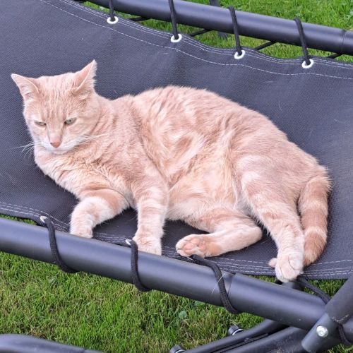 #BE2513820 - Teddy, chat perdu à Gesves - AnimalWeb Belgique #BE2513820 - Teddy, chat perdu à Gesves - AnimalWeb Belgique