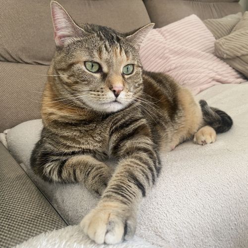 #BE2513990 - Câline, chat perdu à Virton - AnimalWeb Belgique #BE2513990 - Câline, chat perdu à Virton - AnimalWeb Belgique