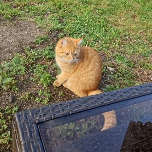 #BE2513997 - Simba, chat perdu à Namur - AnimalWeb Belgique #BE2513997 - Simba, chat perdu à Namur - AnimalWeb Belgique