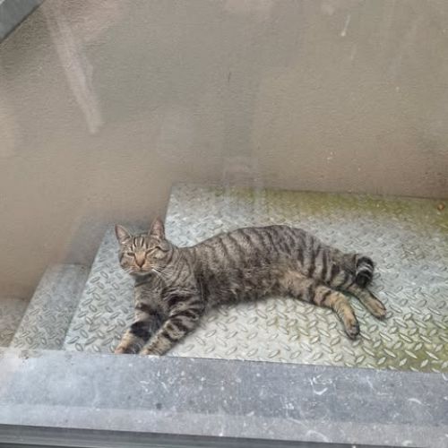 #BE2514033 - Gugus, chat perdu à Schaerbeek - AnimalWeb Belgique #BE2514033 - Gugus, chat perdu à Schaerbeek - AnimalWeb Belgique