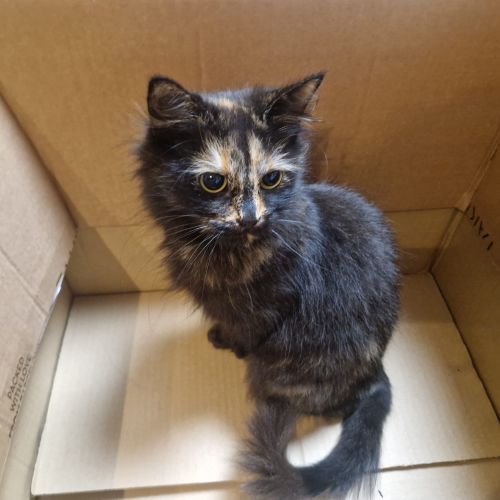 #BE2514035 - Juliette, chat perdu à Saint-Ghislain - AnimalWeb Belgiqu #BE2514035 - Juliette, chat perdu à Saint-Ghislain - AnimalWeb Belgiqu